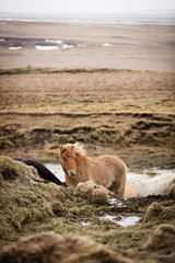Islandpferde in freier Natur