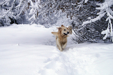 snow dogs