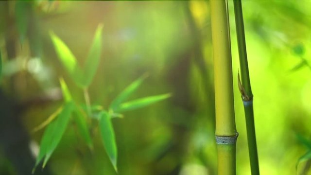 Bamboo forest. Growing bamboo in japanese garden swaying on wind. Slow motion, 4K UHD video 3840x2160
