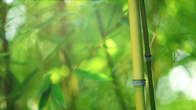 Bamboo forest. Growing bamboo in japanese garden swaying on wind. Slow motion, 4K UHD video 3840x2160