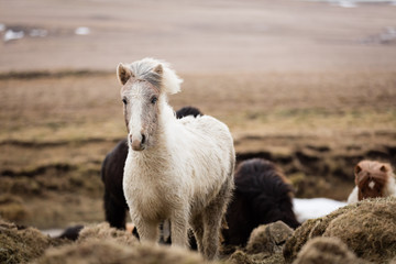 Islandpferde in freier Natur