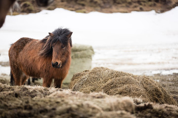 Fototapeta premium Islandpferde in freier Natur