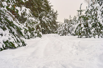 snowy road on winter forest of pine trees