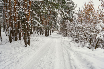 snowy road of winter forest