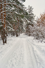 snowy road of winter forest
