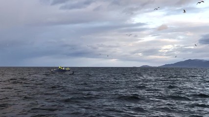 Orcas and humpback whales hunting for herrings in the fjords of Norway in winter