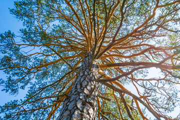 Branchy pine tree against the background of the blue sky with sun.
