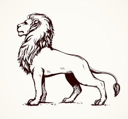 Lion. Vector drawing
