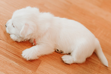 Fototapeta na wymiar West terrier puppy lying on the floor