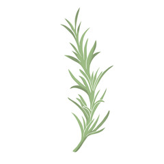 Rosemary herbal illustration