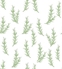 Rosemary herbal illustration