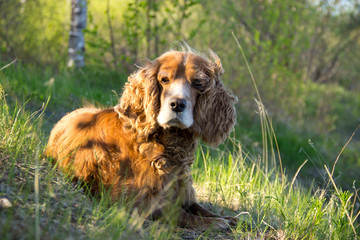 The dog - faithful friend