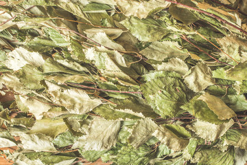 Green leaves of a birch broom