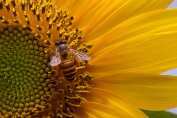 Honey Bee pollinating a sunflower, Indonesia