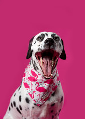 Portrait of a dalmatian dog yawning at the camera on a pink background