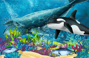Obraz na płótnie Canvas cartoon scene with whale and killer whale near coral reef - illustration for children