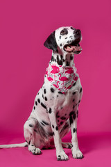 Dalmatian dog in a colorful bandana sitting on pink background. Cute muzzle. Dog looks at right. Copy space