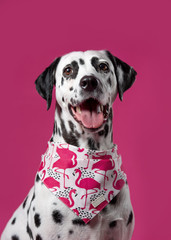 Portrait of a dalmatian dog looking at the camera with mouth open seen from the front on a pink background
