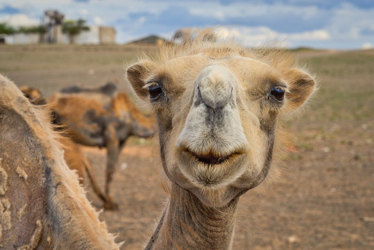 Bactrian camel in the desert, Gobi Desert, Bulgan, Mongolia