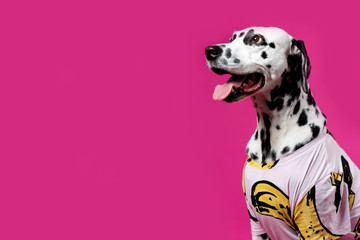 Portrait of a Dalmatian dog in colorful shirt, sitting in front of pink background. Place for text