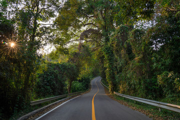 Empty asphalt road crossing the tropical forest jungle during sunset in Asia, Doi Tung, Thailand