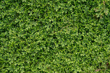 Fototapeta na wymiar Green moss texture. Wild moss background in rainforest 