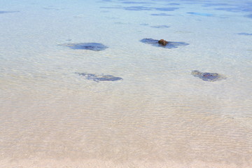 sea and rocks, Typical seascape, clear water, white sand