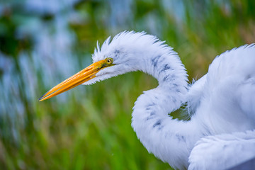 A Great White Egret in Everglades National Park, Florida
