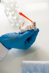 Research staff are injecting the mouse into animals,Experimental animals