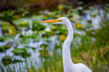 A Great White Egret in Everglades National Park, Florida
