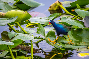 A Purple Gallinule in the Everglades National Park, Florida