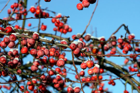 rote Früchte des Kirschapfel (Malus baccata), auch Beerenapfel