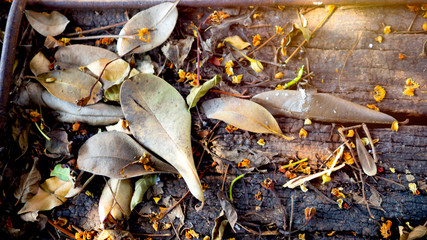 Surface of wood dark colors and old  with beautiful natural patterns. There are dry leaves on it. Concept Background/Textures.