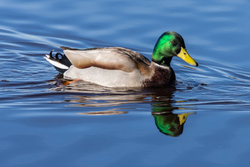 natural portrait of a male mallard (anas platyrhynchos) reflect on the water in the natural park of Albufera, Valencia, Spain