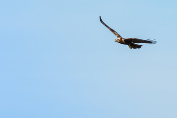 Eagle flying in a blue cloudless sky, in the natural park of Albufera, Valencia, Spain