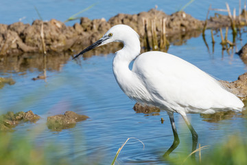 natural portrait of a white egret (ardea alba) foreground in natural park of Albufera, Valencia, Spain