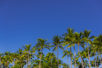 Fototapeta premium 楽園の風景 ヤシの木の杜
