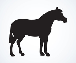 Zebra. Vector drawing