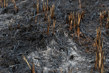 Air disaster caused by burning wild charcoal from burning grass in the outdoors.