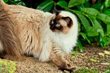 Ragdoll