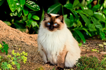 Ragdoll