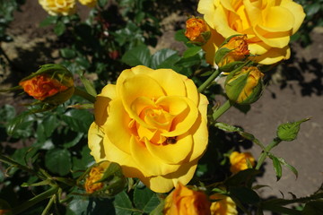 Buds and amber yellow flowers of rose in June