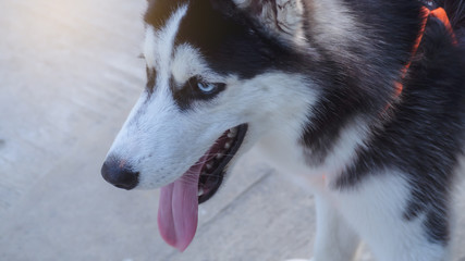 Focus the face dog  breed Siberian husky.