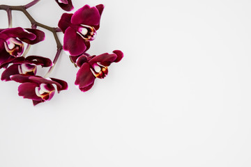 dark red orchid on white background
