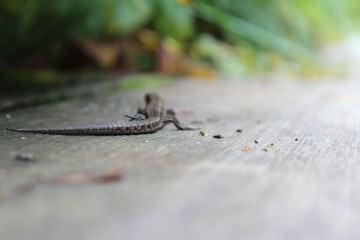lizard on the tree