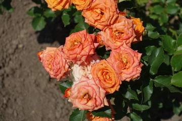 Flowers of garden rose in shades of orange