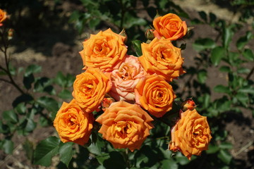 Bunch of orange flowers of rose in June
