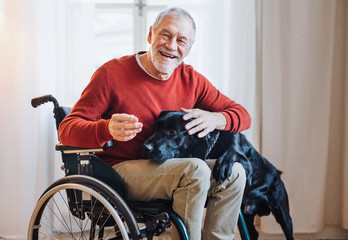 A disabled senior man in wheelchair indoors playing with a pet dog at home. - obrazy, fototapety, plakaty