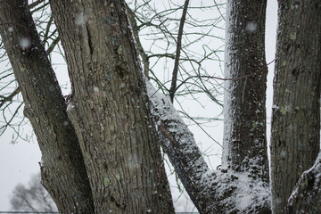 Fototapeta premium Tree trunks in a snow storm