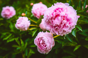 Close-up of Pink Peonies